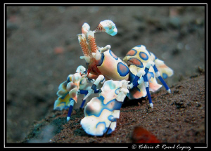 Hymenocera elegans by Raoul Caprez 